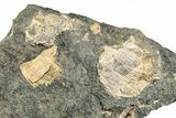 Pennsylvanian Fossil Brachiopod Plate - Kentucky #224678-1